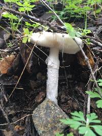 Amanita ocreata image