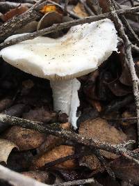 Amanita ocreata image