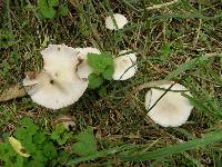 Psathyrella candolleana image