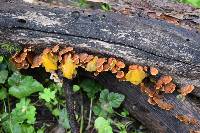 Tremella aurantia image