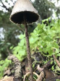 Panaeolus papilionaceus image