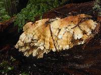 Laetiporus conifericola image