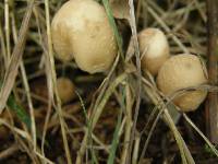 Psathyrella candolleana image