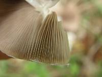 Psathyrella candolleana image