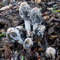 Coprinopsis lagopus image