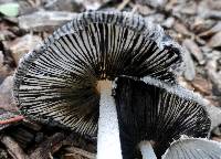 Coprinopsis lagopus image