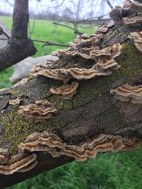 Trametes versicolor image