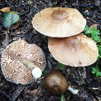 Pluteus cervinus image