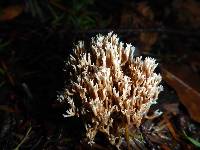 Lentaria pinicola image