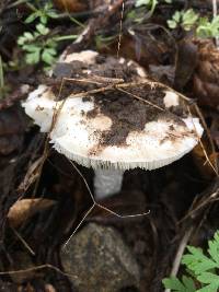 Amanita ocreata image