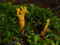 Calocera viscosa image