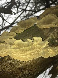 Trametes versicolor image