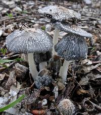 Coprinopsis lagopus image