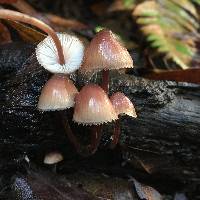 Mycena haematopus image