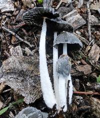 Coprinopsis lagopus image