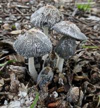 Coprinopsis lagopus image