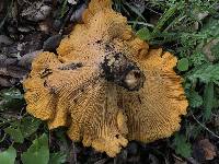 Cantharellus californicus image