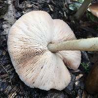 Pluteus cervinus image