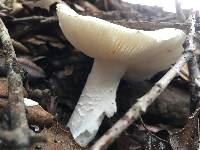 Amanita ocreata image