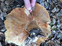 Tricholoma dryophilum image