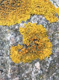 Xanthoria parietina var. parietina image