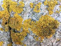 Xanthoria parietina var. parietina image