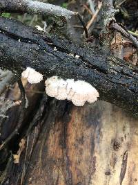 Schizophyllum commune image