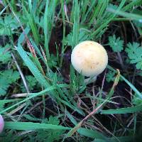 Leratiomyces percevalii image