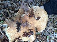 Tricholoma dryophilum image