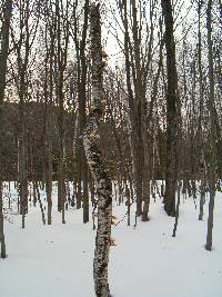 Piptoporus betulinus image