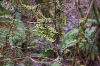 Lobaria pulmonaria image