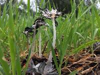 Coprinopsis lagopus image