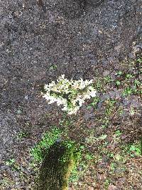 Lobaria pulmonaria image