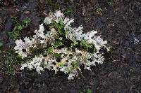 Lobaria pulmonaria image