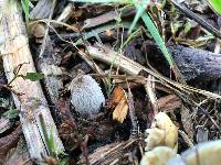 Coprinopsis lagopus image