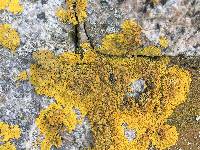 Xanthoria parietina var. parietina image