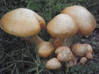 Gymnopilus junonius image