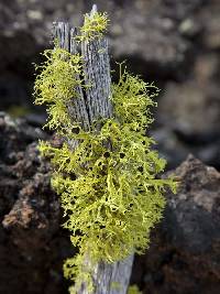 Letharia columbiana image