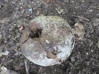 Calvatia gigantea image