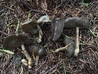 Helvella macropus image