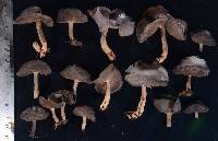 Helvella macropus image