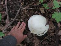 Calvatia gigantea image