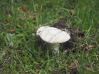 Amanita ocreata image