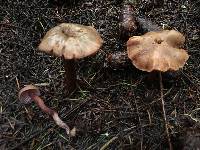 Laccaria amethysteo-occidentalis image