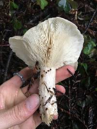 Clitocybe nebularis image