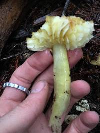 Hygrocybe chlorophana image