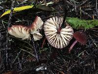 Marasmius plicatulus image