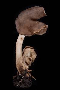 Helvella compressa image