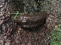 Ganoderma brownii image