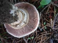 Agaricus bitorquis image